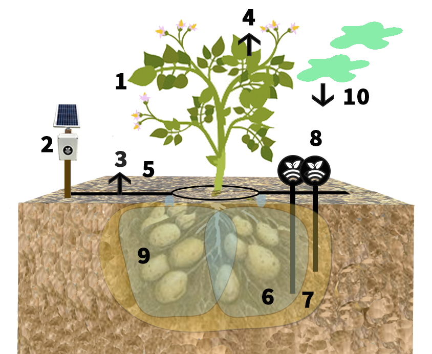 Riego con sondas en patatas