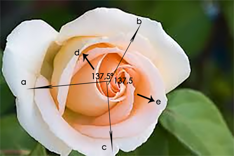 Rosa con ángulo áureo