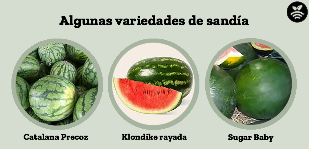Variedades de sandía