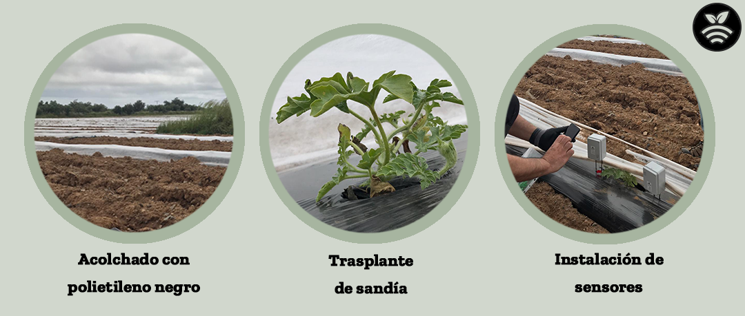 Cultivo de sandía con riego controlado por sensores/sonda agrícolas Plantae