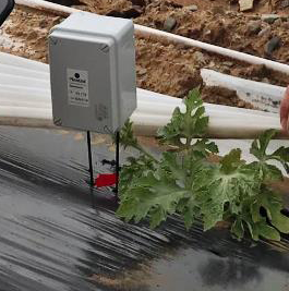 Sensores en sandía con acolchado