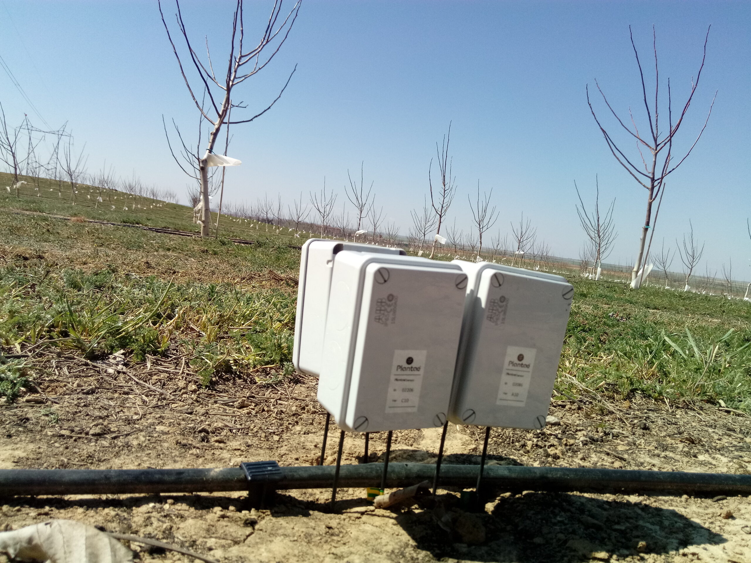 Sensores a tres profundidades para control de riego- nogal en España