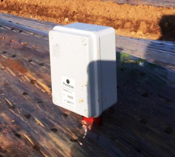 Sensores Plantae en riego de melón