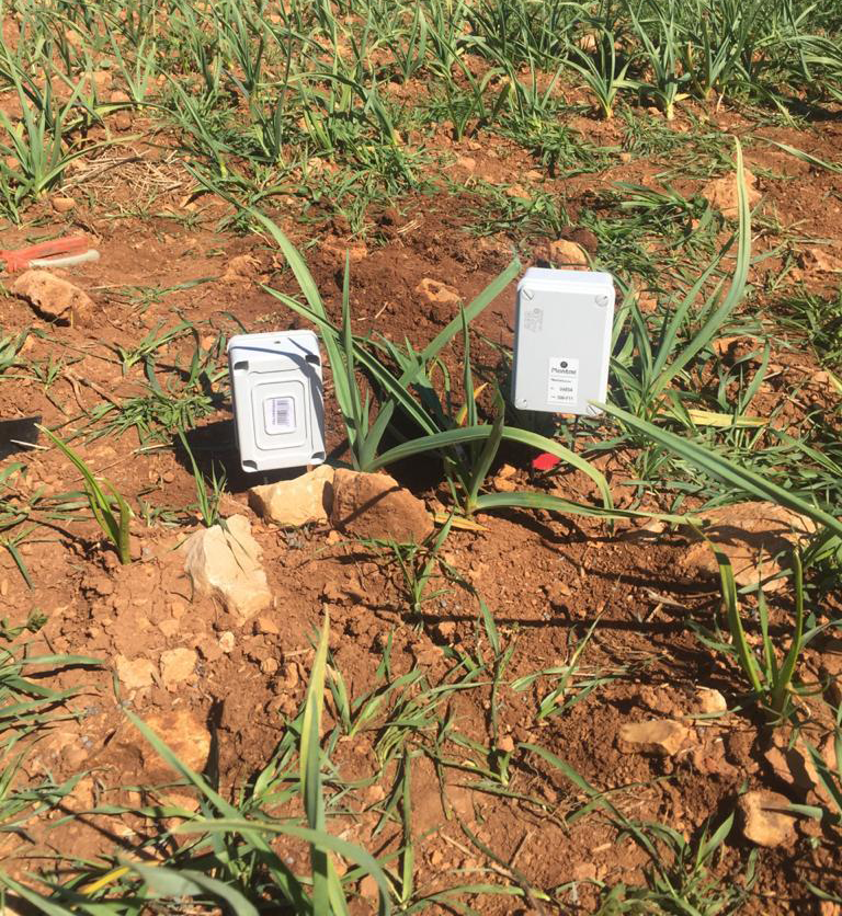 sensores y sondas de humedad en ajo