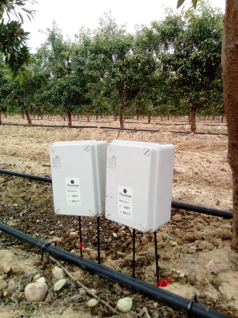 Almendros con dos goteros de sensores-sonda