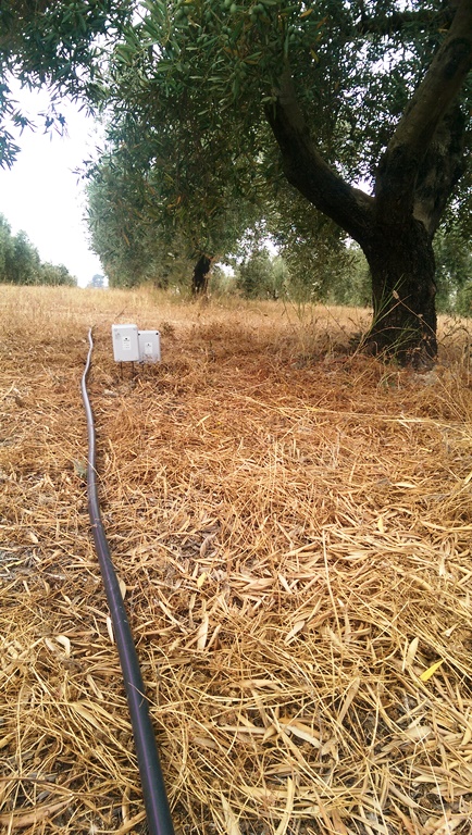 Sensores de humedad en olivos variedad hojiblanca