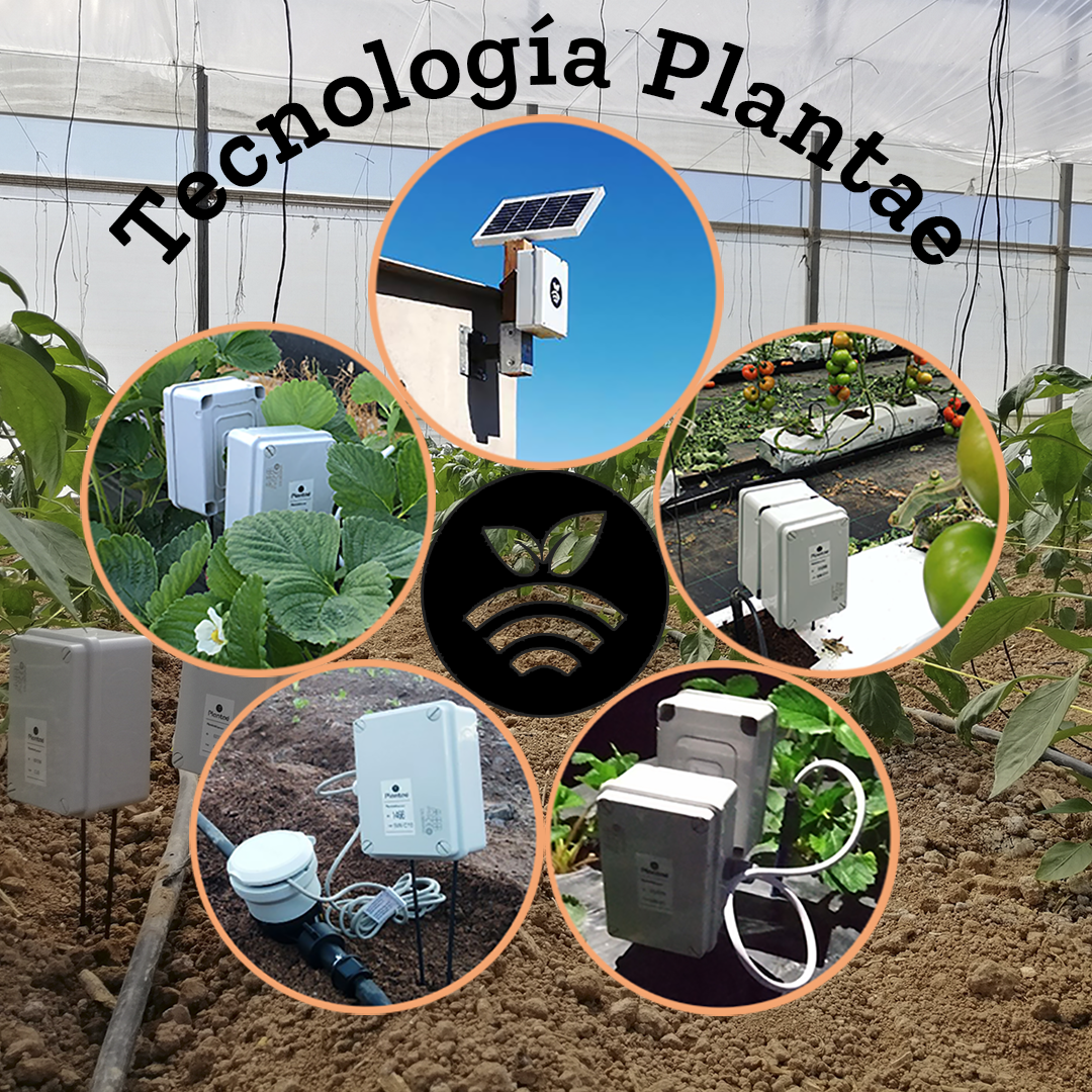 Sensores/sonda Plantae