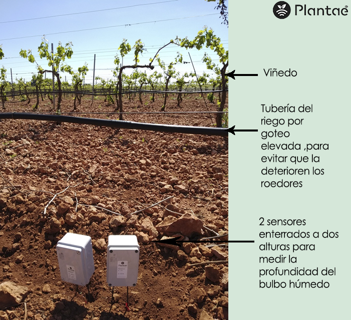 Sensores en control del riego de los viñedos
