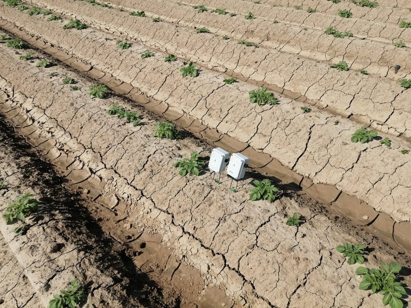 Surcos de patatas con riego controlado por sondas