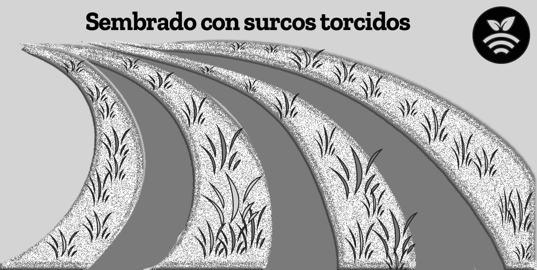 Riego por surcos torcidos