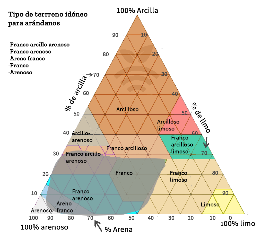 Terreno idóneo cultivar para arándanos en España
