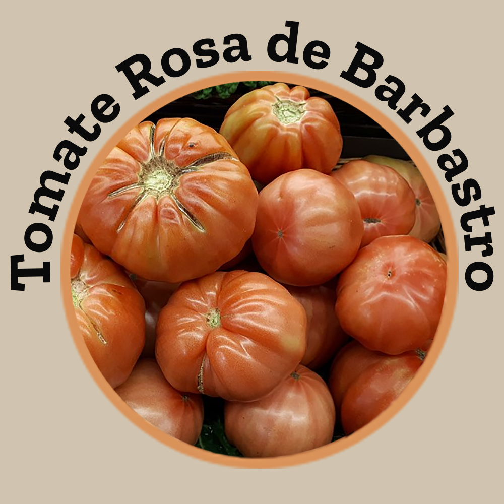 Tomate rosa de Barbastro