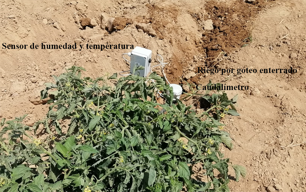 Riego controlado con sensores en cultivo de tomates