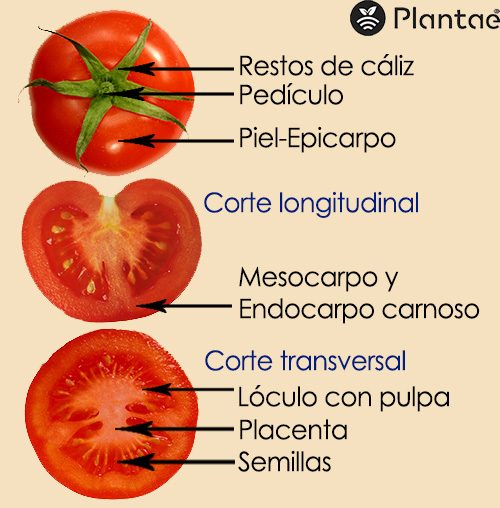 Partes del tomate