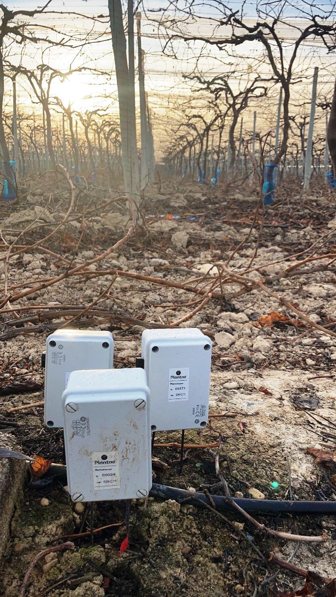 Uva de mesa con riego por goteo