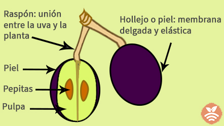 Partes de la uva