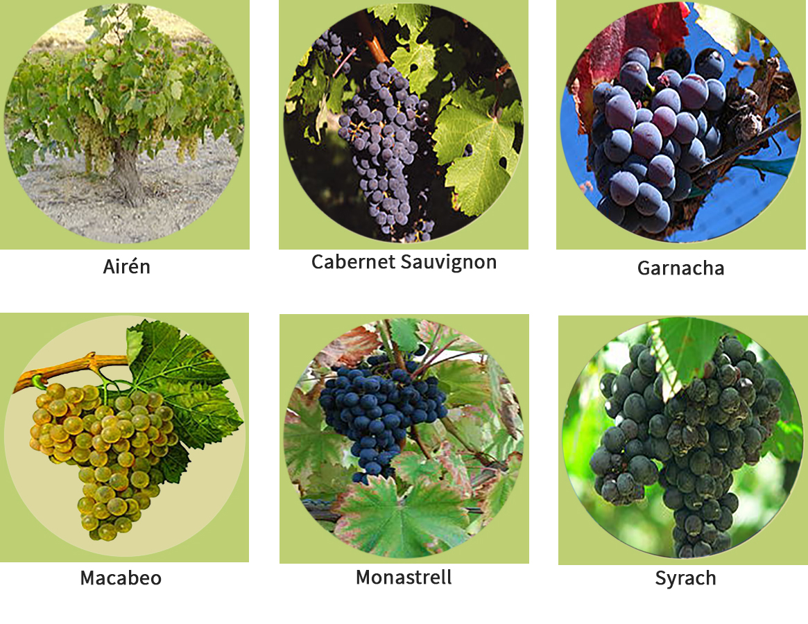 Tipos de uvas en Jumilla