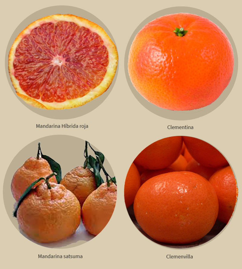 Variedades de mandarina
