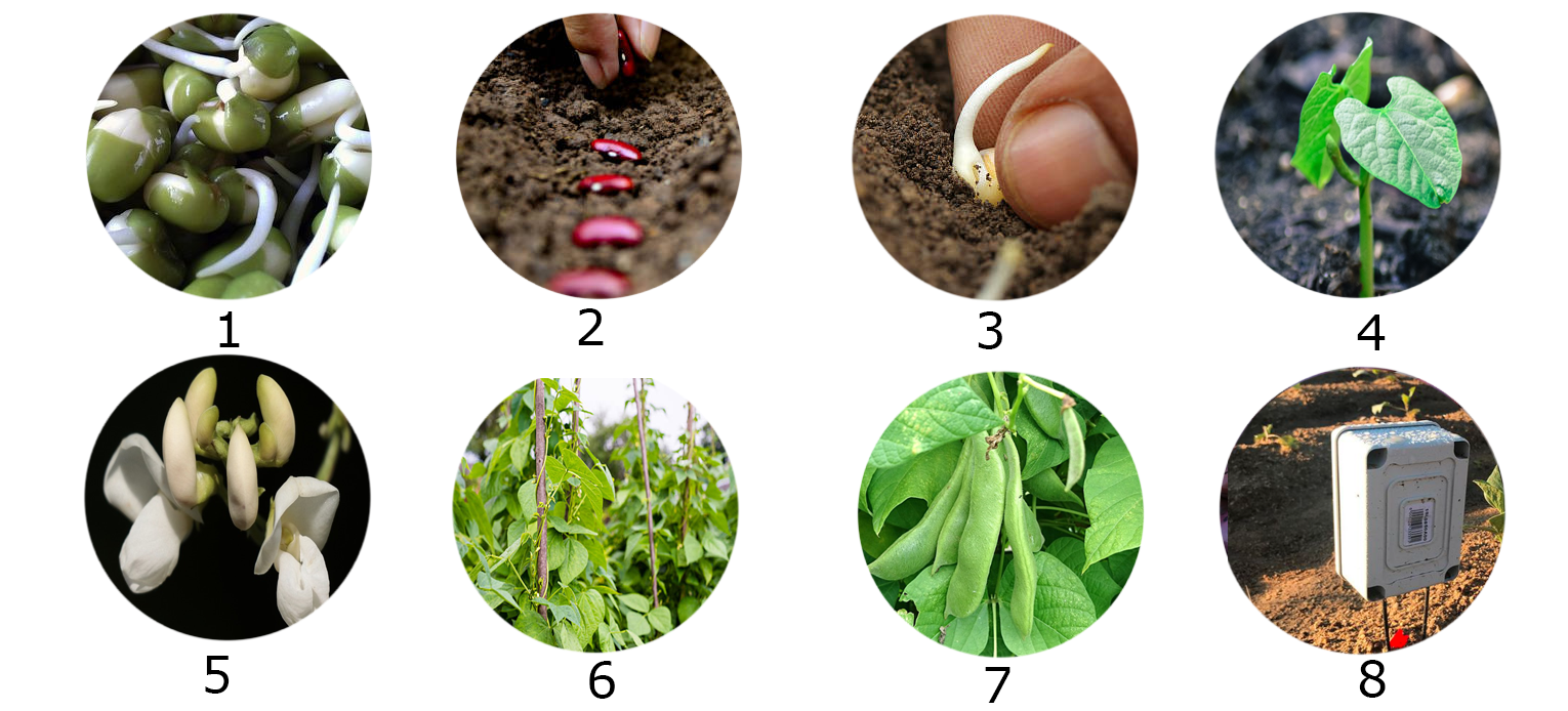 Proceso de plantaciñón de las judías