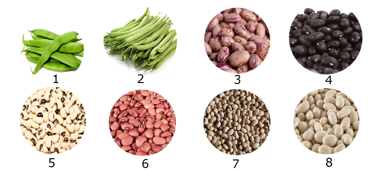 Nombres de las judías en España