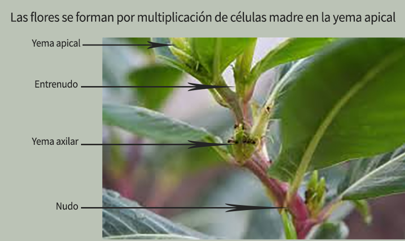 Yemas de una flor de pistacho