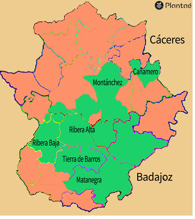 Zonas de viñedos en Extremadura
